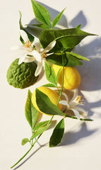 Eau Parfumée Thé Vert Eau De Toilette