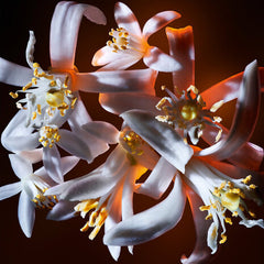 Libre Flowers And Flames