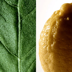 Montblanc Collection Patchouli Ink EDP