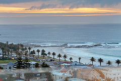 Holly Blue, Cape Town