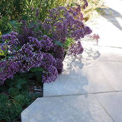 Violane- Bantry Bay, Cape Town